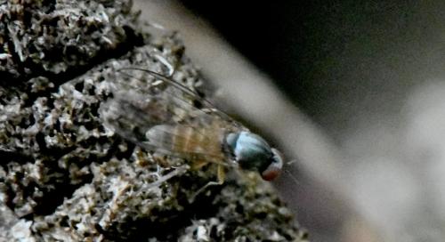 Réf. 350 885 : Agathomyia falleni